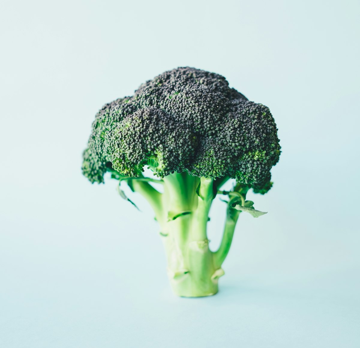 Tête de brocoli